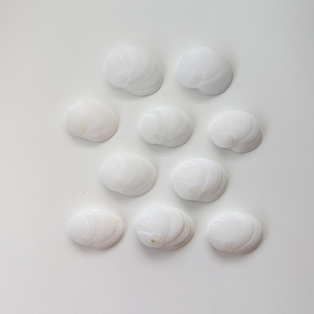 1 Inch Baby's Ear Seashells (Bundle of 10)