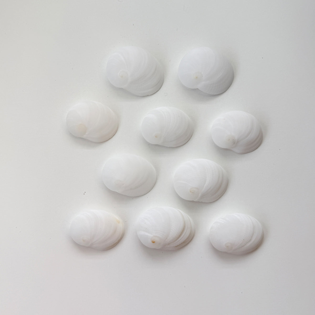 1 Inch Baby's Ear Seashells (Bundle of 10)
