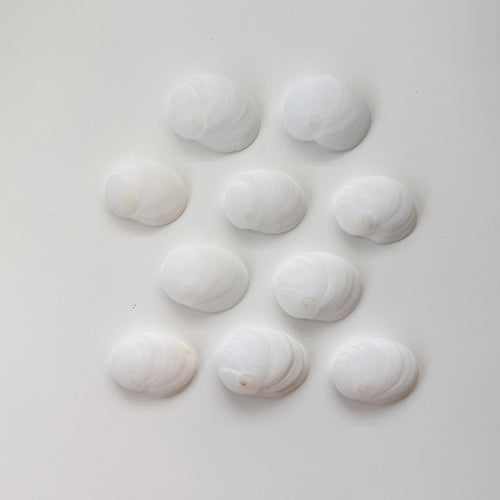 1 Inch Baby's Ear Seashells (Bundle of 10)