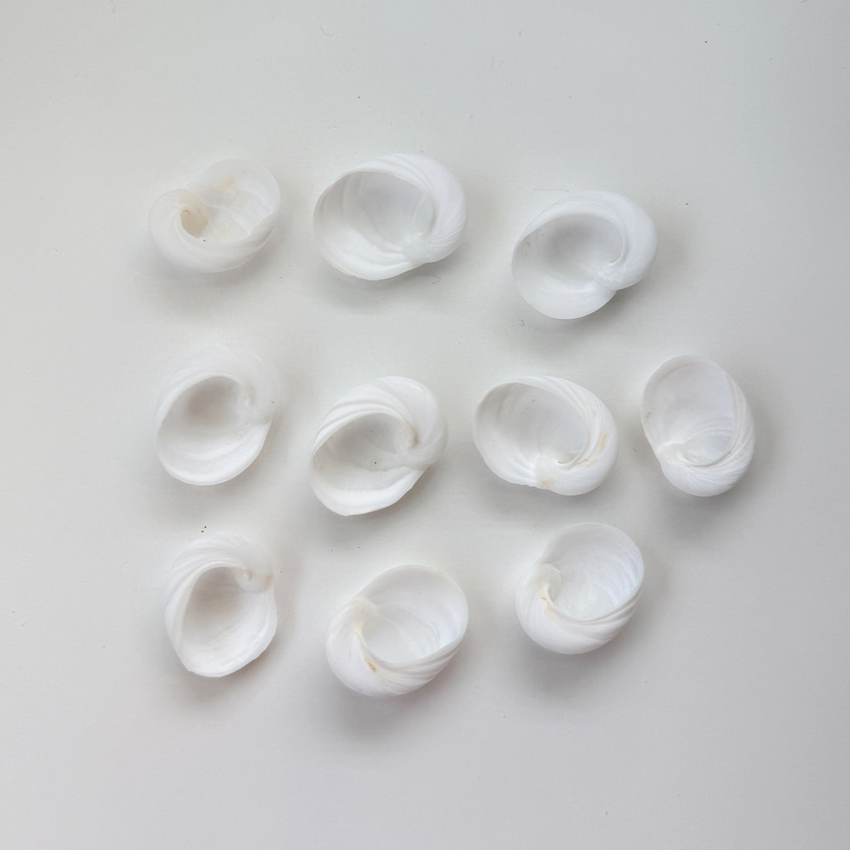 1 Inch Baby's Ear Seashells (Bundle of 10)