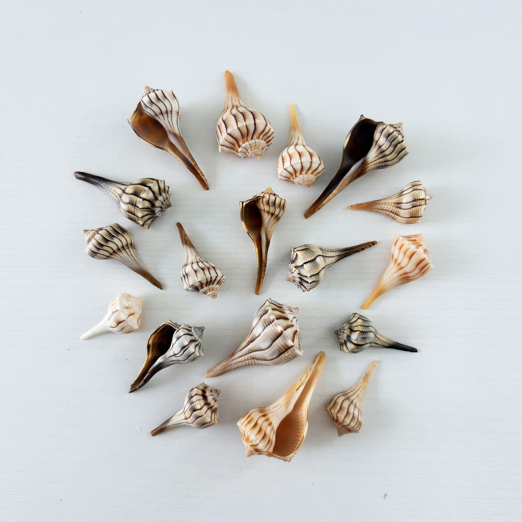 Florida Small Lightning Whelk Seashell Bundle (18 Shells)