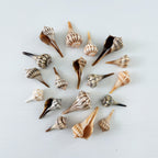 Florida Small Lightning Whelk Seashell Bundle (18 Shells)