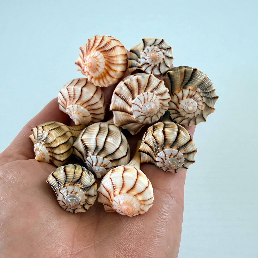 Florida Small Lightning Whelk Seashell Bundle (18 Shells)
