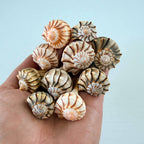 Florida Small Lightning Whelk Seashell Bundle (18 Shells)