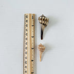 Florida Small Lightning Whelk Seashell Bundle (18 Shells)
