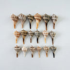 Florida Small Lightning Whelk Seashell Bundle (18 Shells)