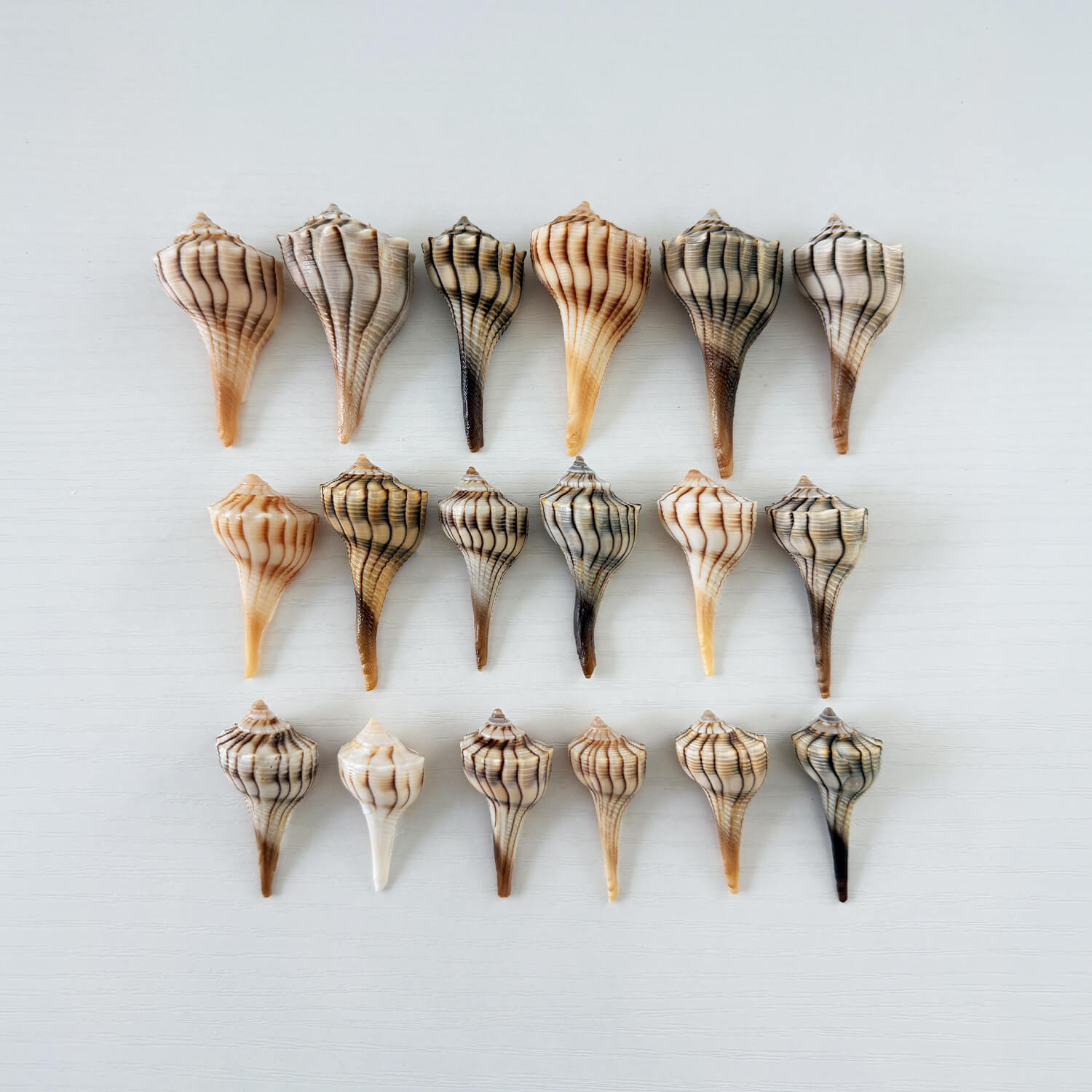 Florida Small Lightning Whelk Seashell Bundle (18 Shells)