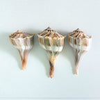 Florida Lightning Whelk Seashells (Bundle of 3)