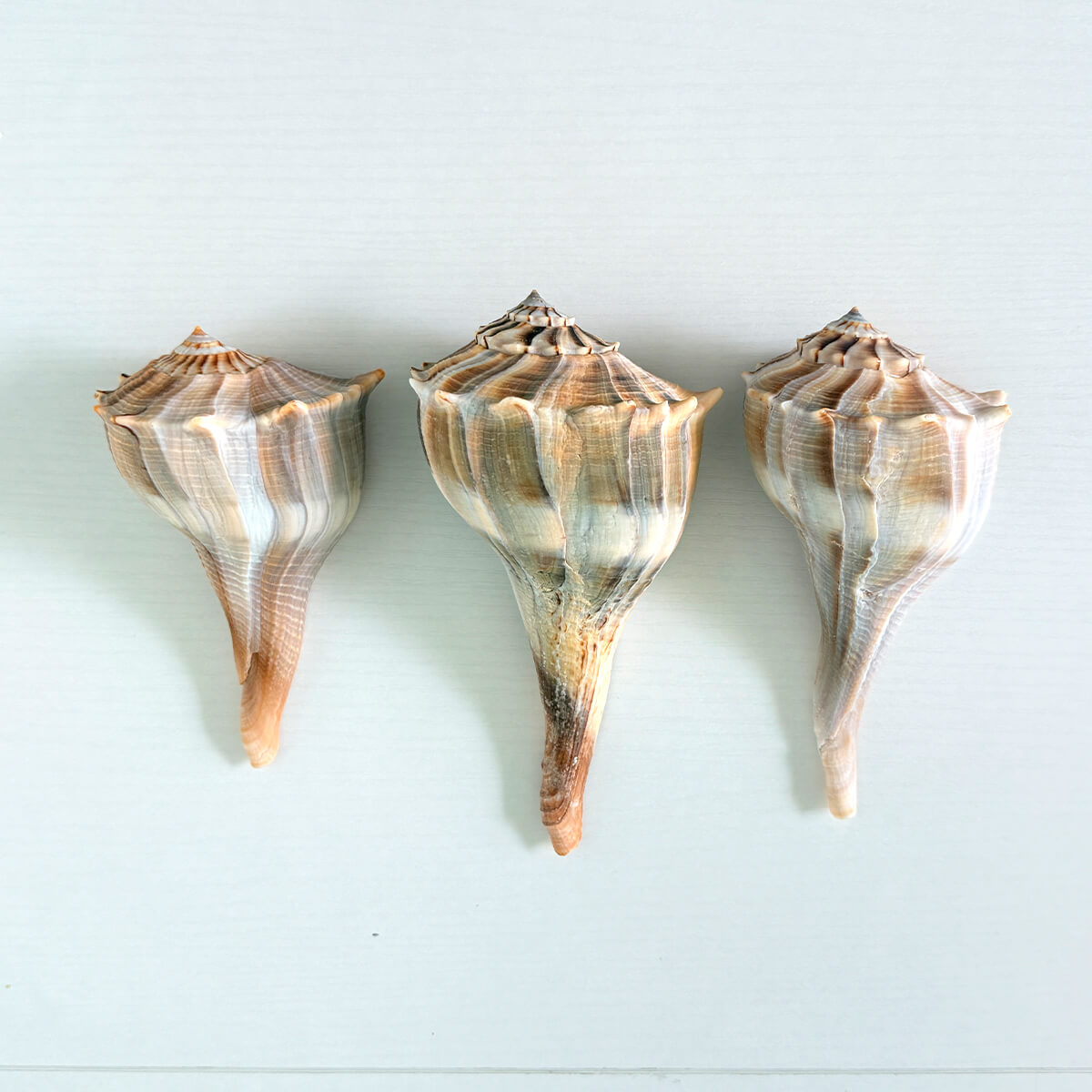 Florida Lightning Whelk Seashells (Bundle of 3)
