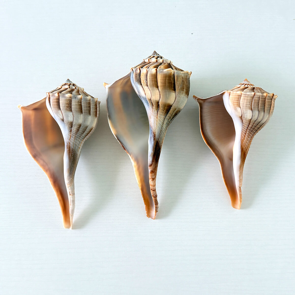 Florida Lightning Whelk Seashells (Bundle of 3)