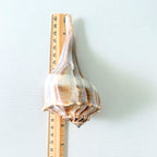 Florida Lightning Whelk Seashells (Bundle of 3)