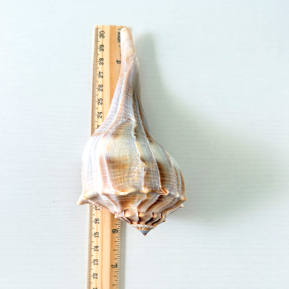 Florida Lightning Whelk Seashells (Bundle of 3)