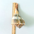 Florida Lightning Whelk Seashells (Bundle of 3)