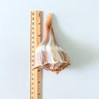 Florida Lightning Whelk Seashells (Bundle of 3)
