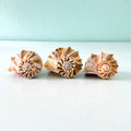 Three Lightning Whelk shells in tan, caramel, brown, and white coloring ranging from 5.5 to 7 inches long hand-picked from St. Pete Beach Florida 🐚✨