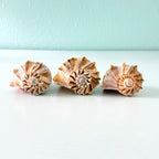 Three Lightning Whelk shells in tan, caramel, brown, and white coloring ranging from 5.5 to 7 inches long hand-picked from St. Pete Beach Florida 🐚✨