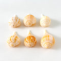 Bundle of 6 yellow and white Inlet Pear Whelk seashells ranging from 2 to 3 inches long hand-picked from St. Pete Beach Florida for shell collecting and coastal decor 🐚✨