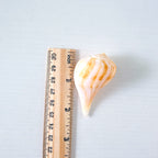 Pear Whelk Seashells (Bundle of 6)