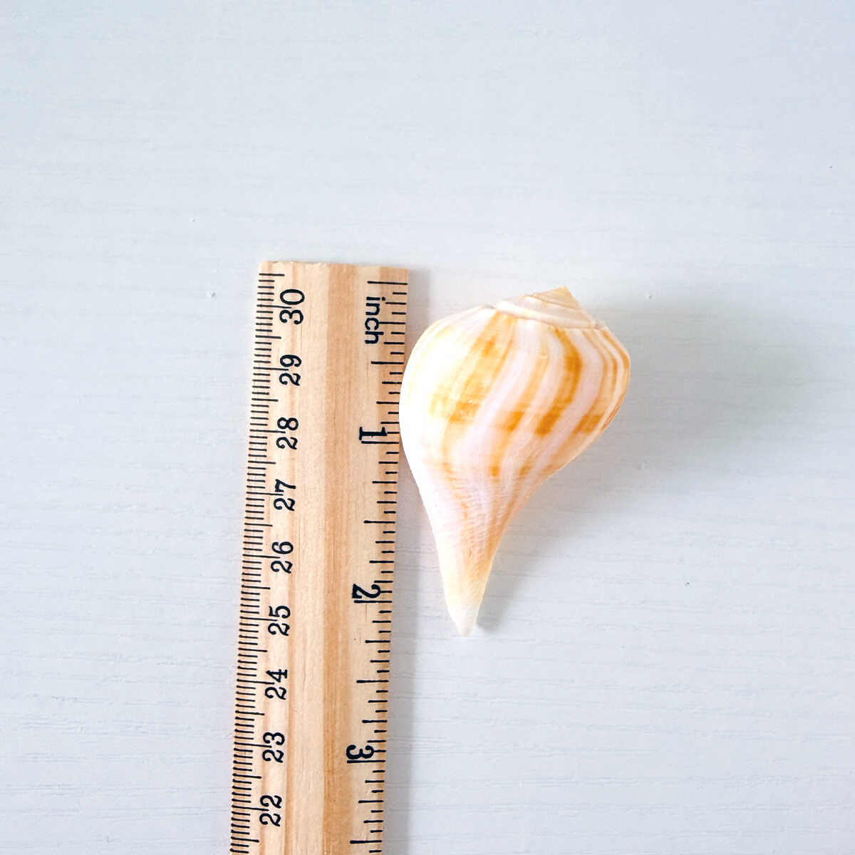 Pear Whelk Seashells (Bundle of 6)