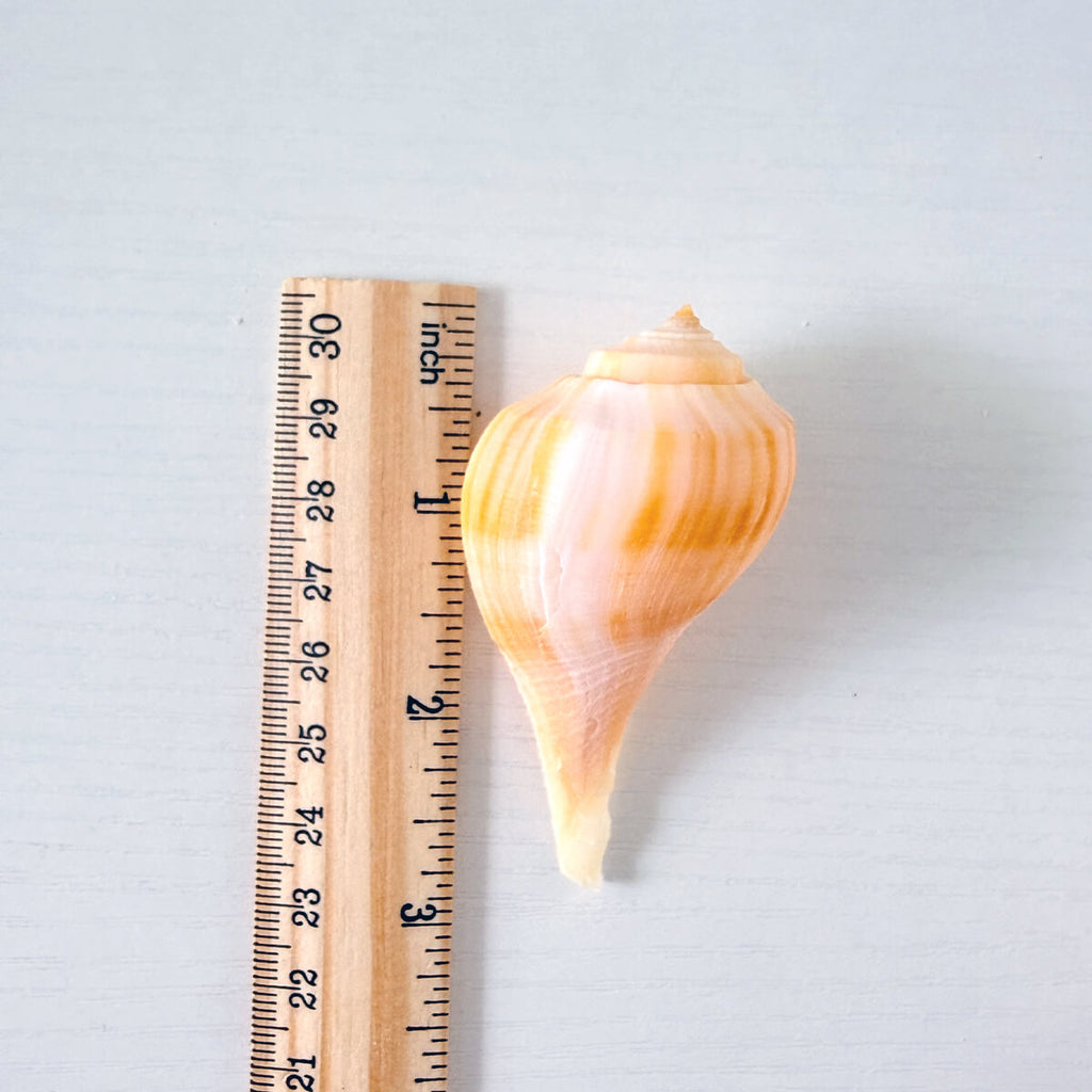 Pear Whelk Seashells (Bundle of 6)