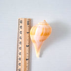 Pear Whelk Seashells (Bundle of 6)