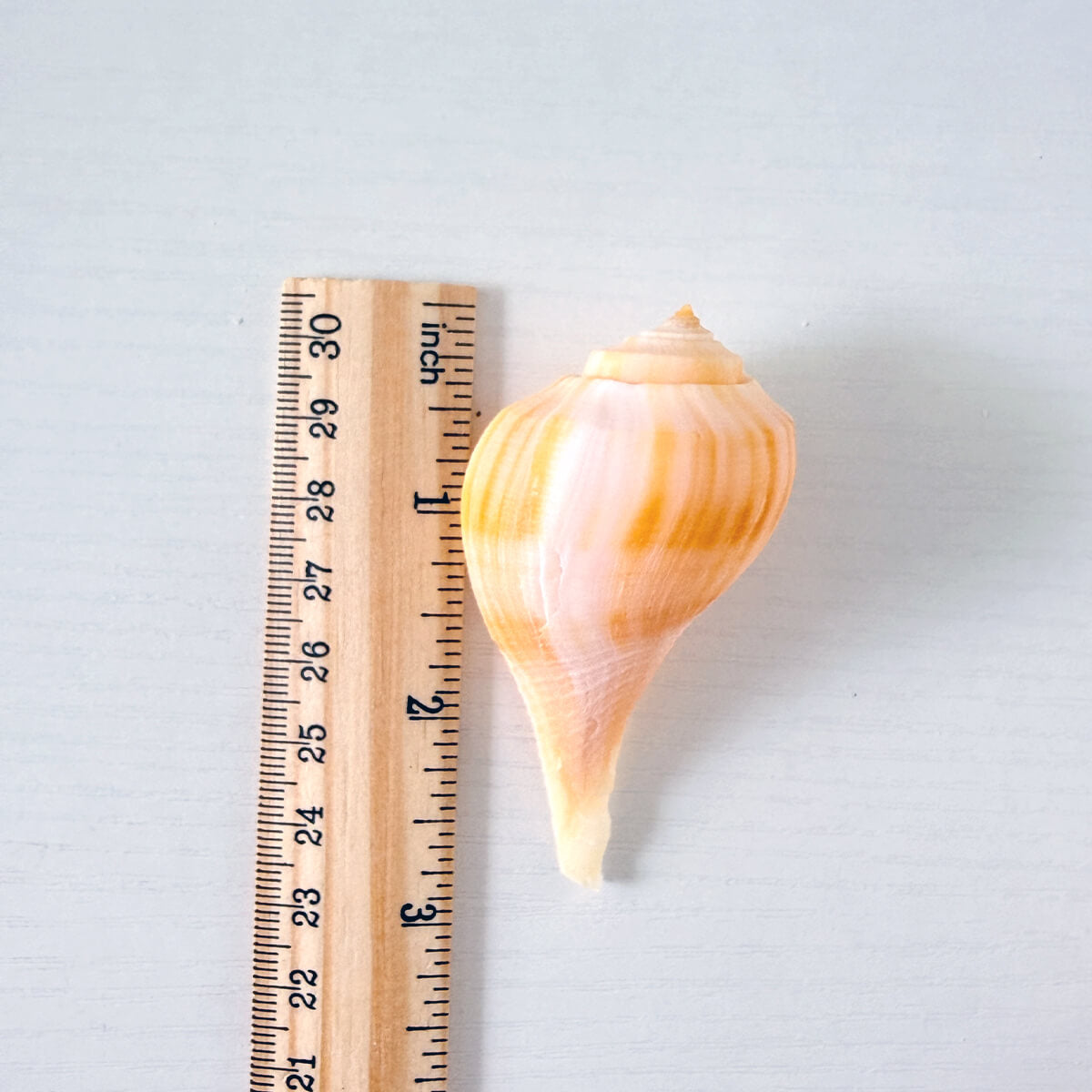 Pear Whelk Seashells (Bundle of 6)