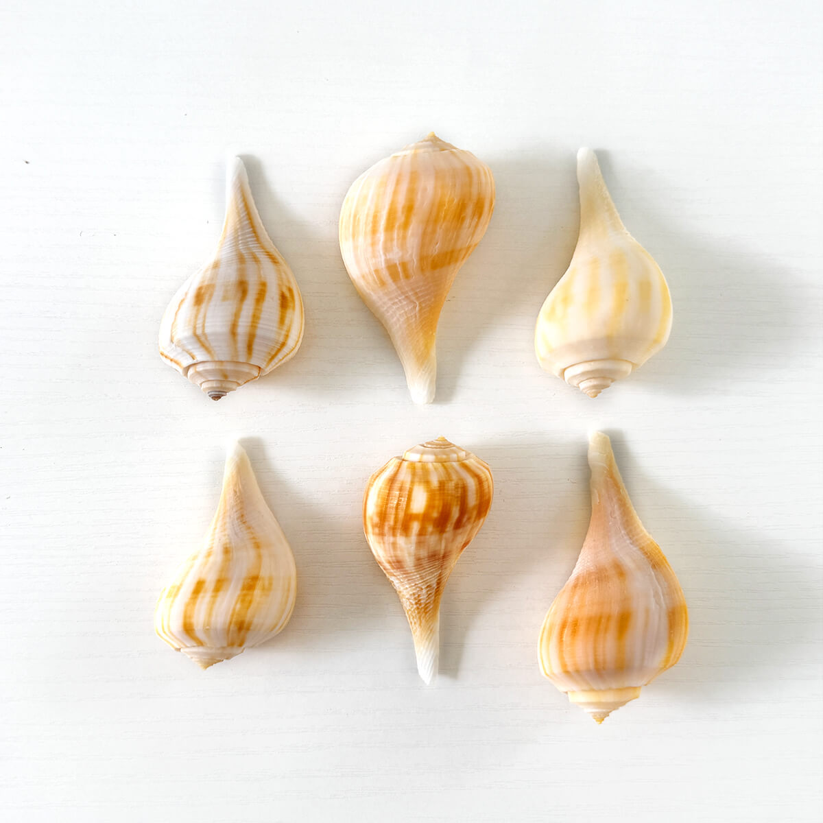 Pear Whelk Seashells (Bundle of 6)