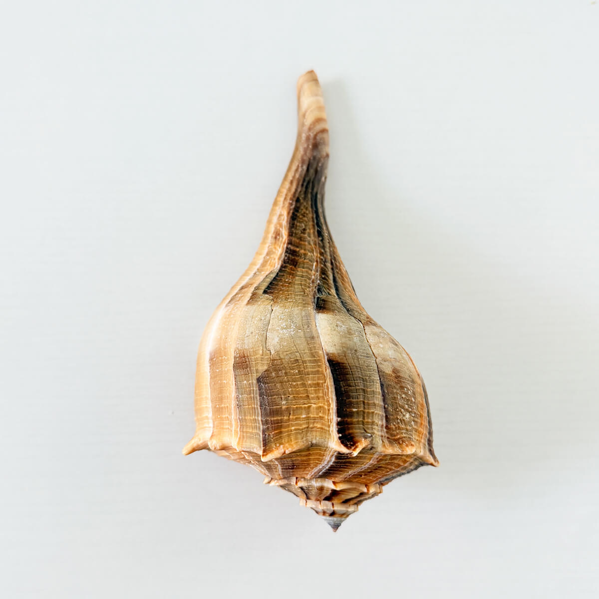 Florida Lightning Whelk Seashell