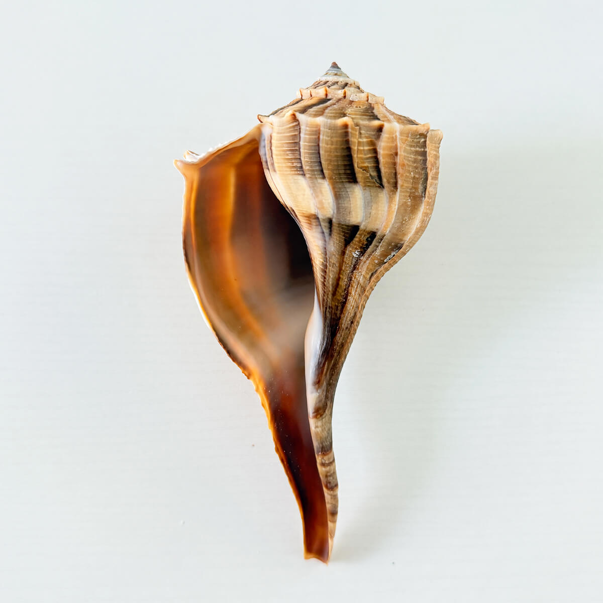 Florida Lightning Whelk Seashell