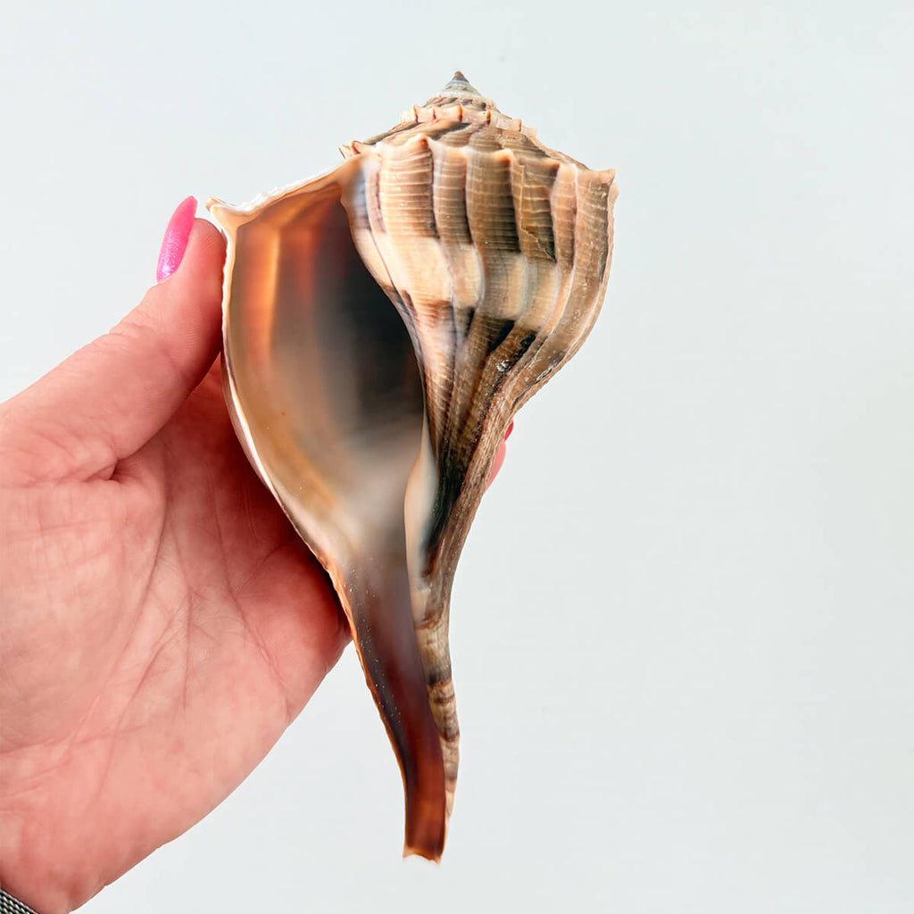 Florida Lightning Whelk Seashell