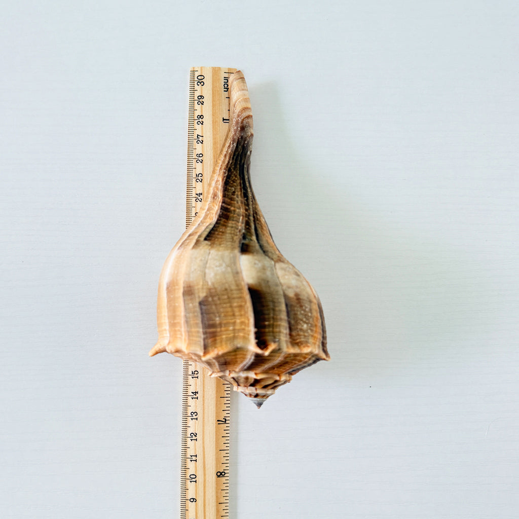 Florida Lightning Whelk Seashell