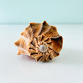 Large 6.5 inch caramel and brown Lightning Whelk shell with beautiful natural swirls hand-picked from St. Pete Beach Florida for coastal decor and shell collecting 🐚✨