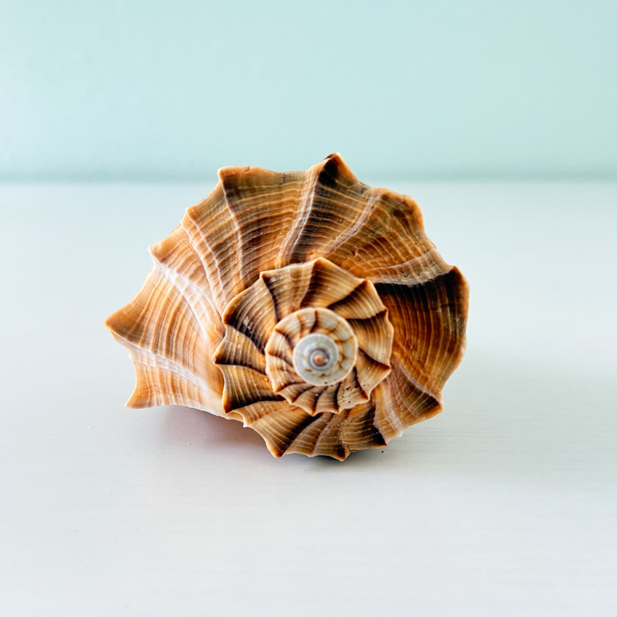 Large 6.5 inch caramel and brown Lightning Whelk shell with beautiful natural swirls hand-picked from St. Pete Beach Florida for coastal decor and shell collecting 🐚✨