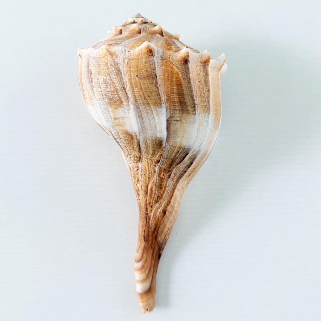 Florida Lightning Whelk Seashell
