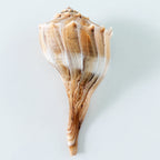 Florida Lightning Whelk Seashell