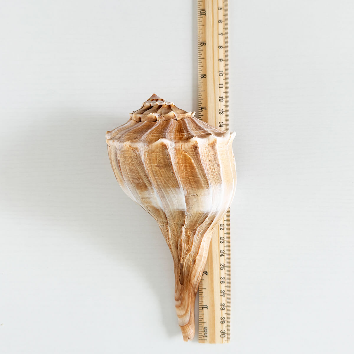Florida Lightning Whelk Seashell