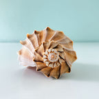 Large 7.5 inch Lightning Whelk shell with beautiful caramel and white coloring hand-picked from St. Pete Beach Florida in excellent condition