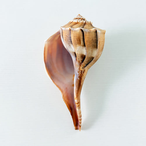 Florida Lightning Whelk Seashell