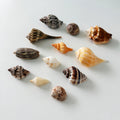 Medium and large Florida seashell collection featuring 11 real seashells, including a banded tulip, shark eye, horse conch, ribbed spindle, lettered olive, orange horse conch, pear whelk, murex, Florida cone shell, crown conch, and turban shell. Exact shells pictured, perfect for coastal décor and shell collections.