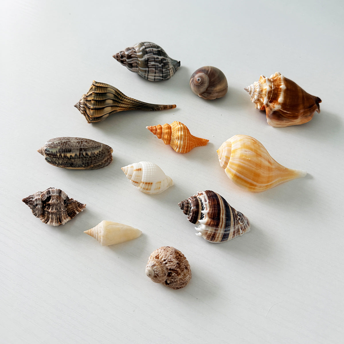 Medium and large Florida seashell collection featuring 11 real seashells, including a banded tulip, shark eye, horse conch, ribbed spindle, lettered olive, orange horse conch, pear whelk, murex, Florida cone shell, crown conch, and turban shell. Exact shells pictured, perfect for coastal décor and shell collections.