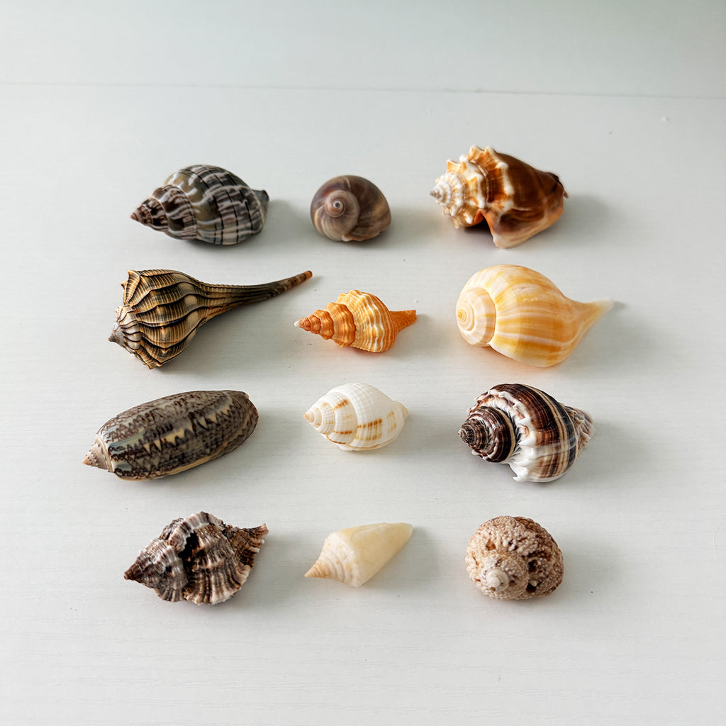 Southwest Florida Seashell Lineup (Bundle)