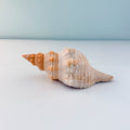 Horse Conch Seashell (8.25 Inches)