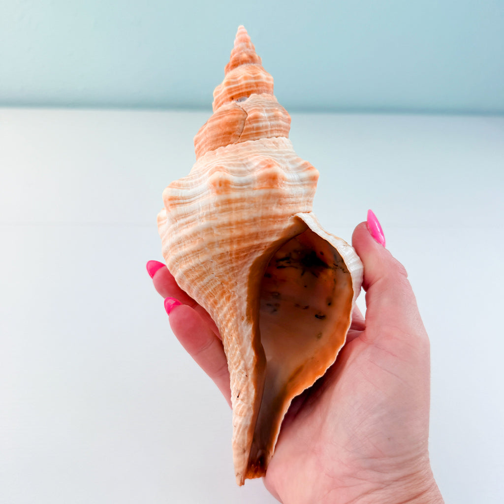 Horse Conch Seashell (8.25 Inches)