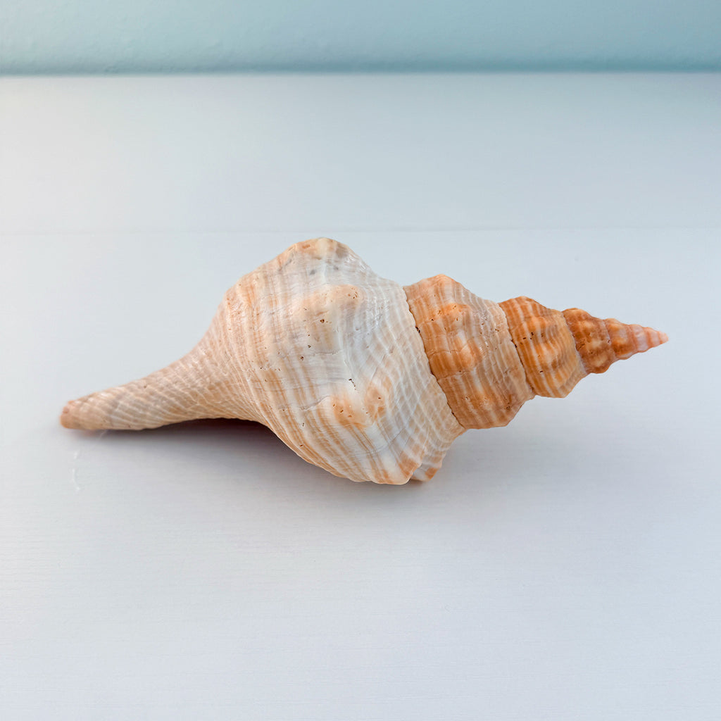 Horse Conch Seashell (8.25 Inches)