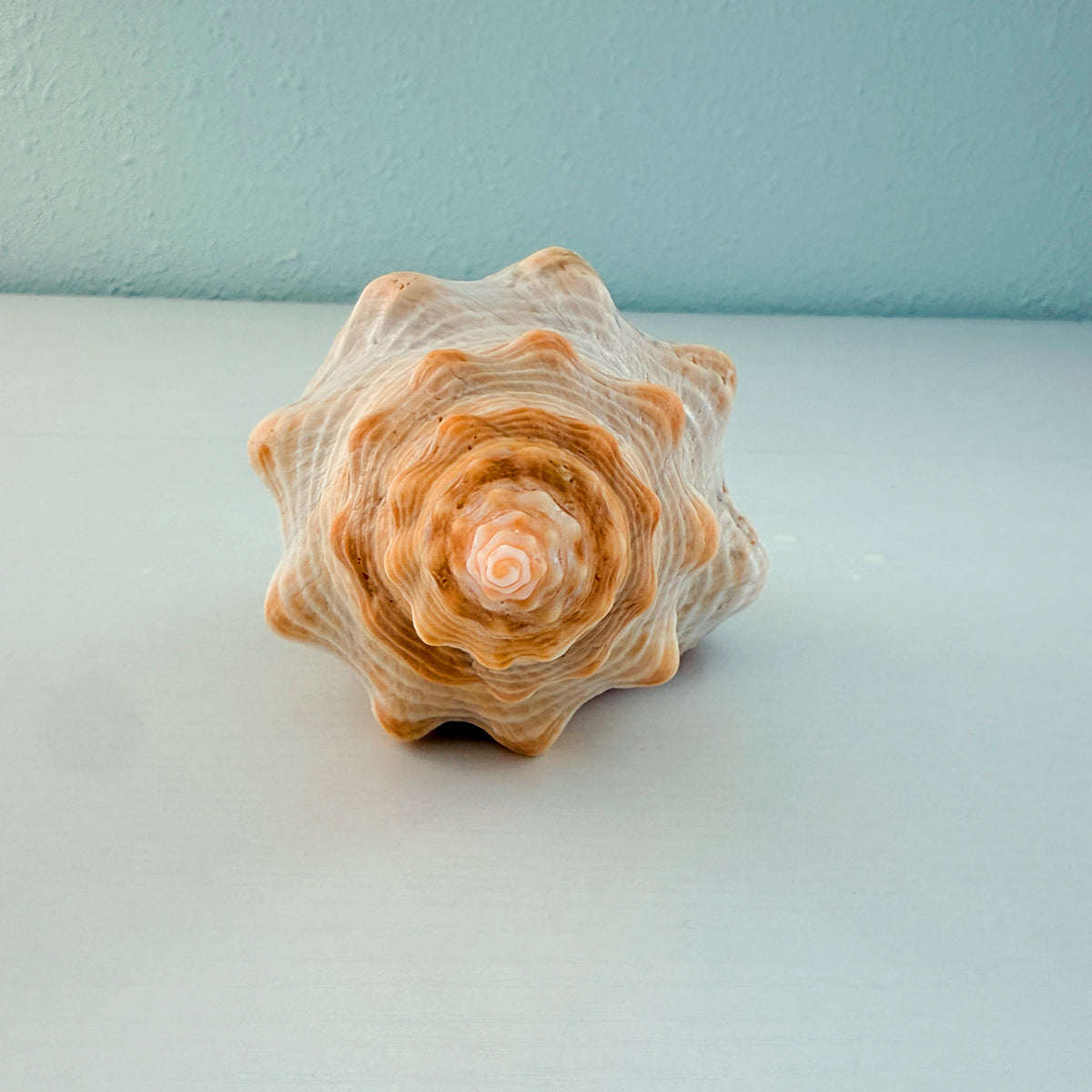 Horse Conch Seashell (8.25 Inches)