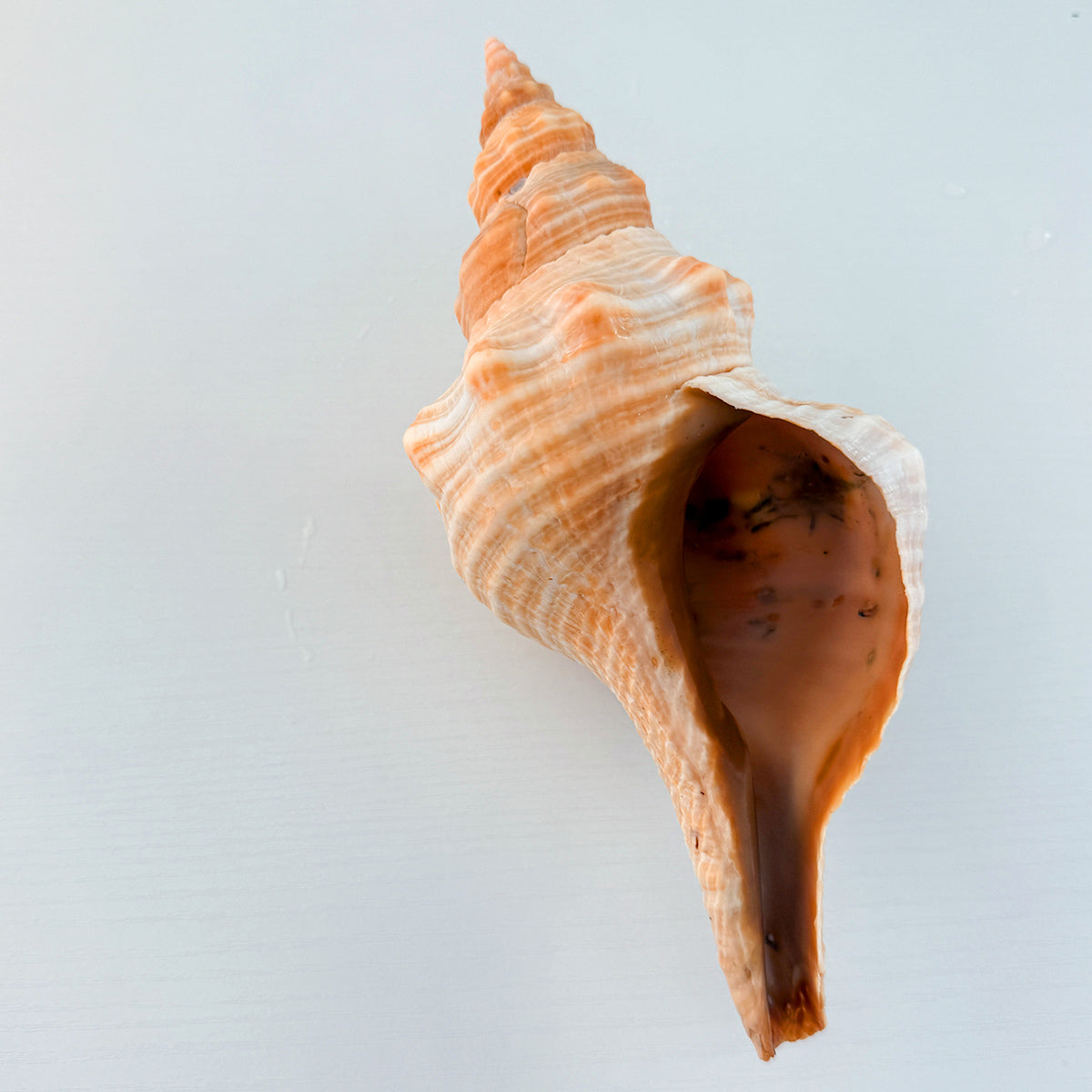 Horse Conch Seashell (8.25 Inches)