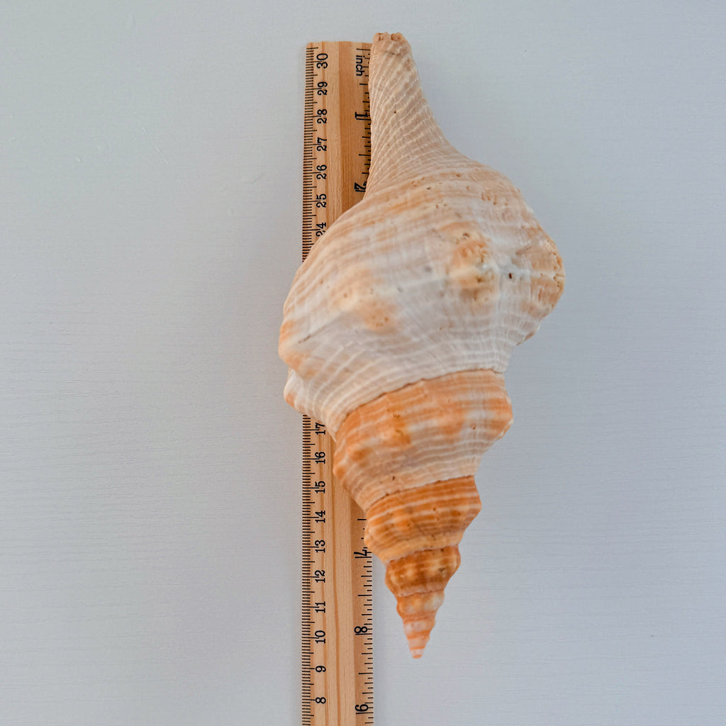 Horse Conch Seashell (8.25 Inches)