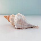 Horse Conch Seashell (7.5 Inches)