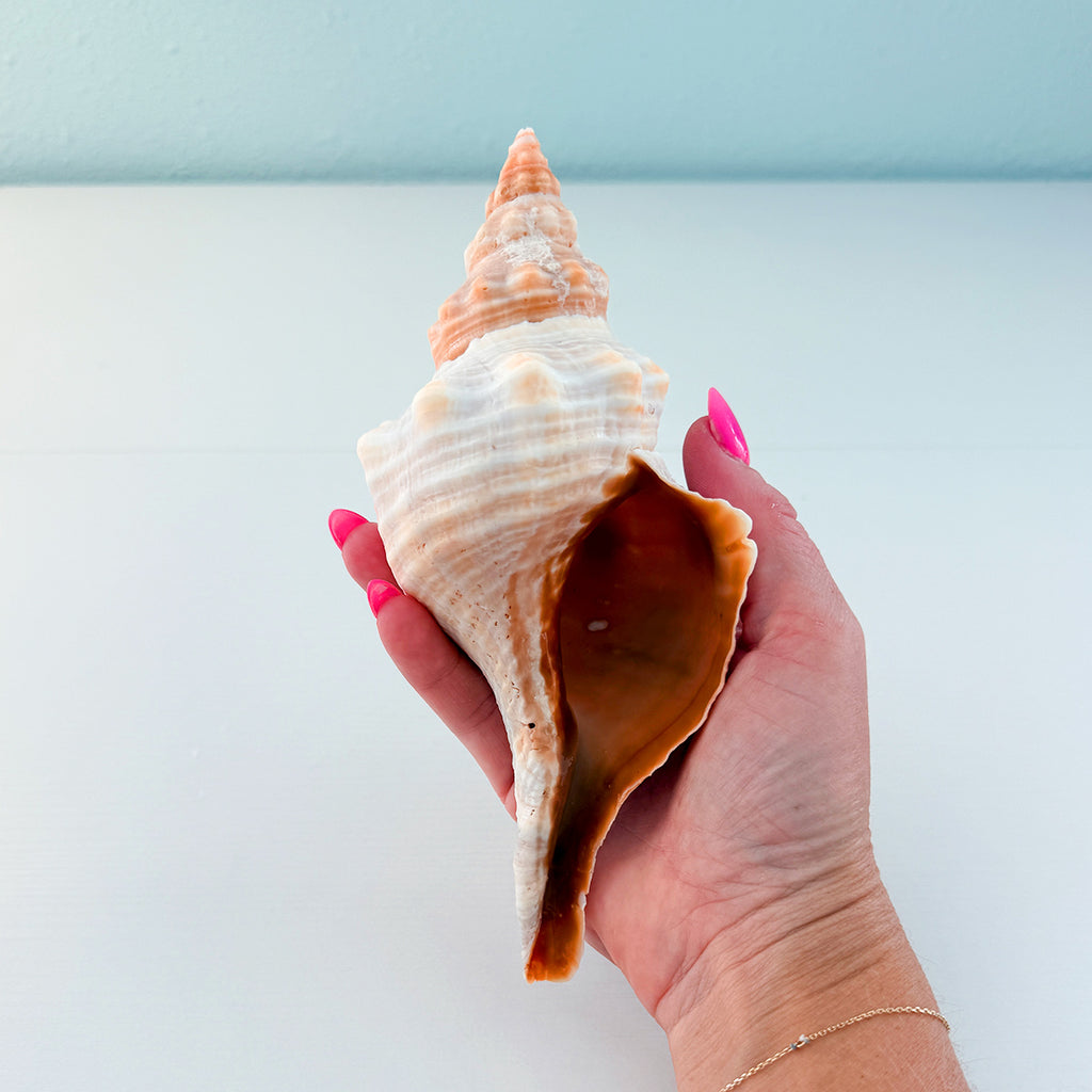 Horse Conch Seashell (7.5 Inches)