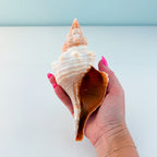 Horse Conch Seashell (7.5 Inches)